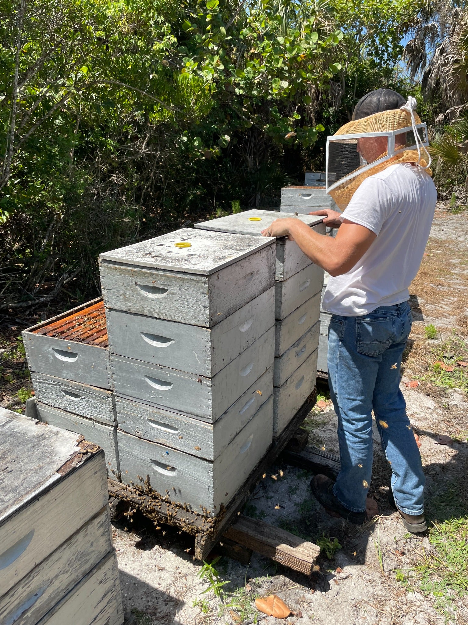 Honey Feast beekeeper working Florida hives