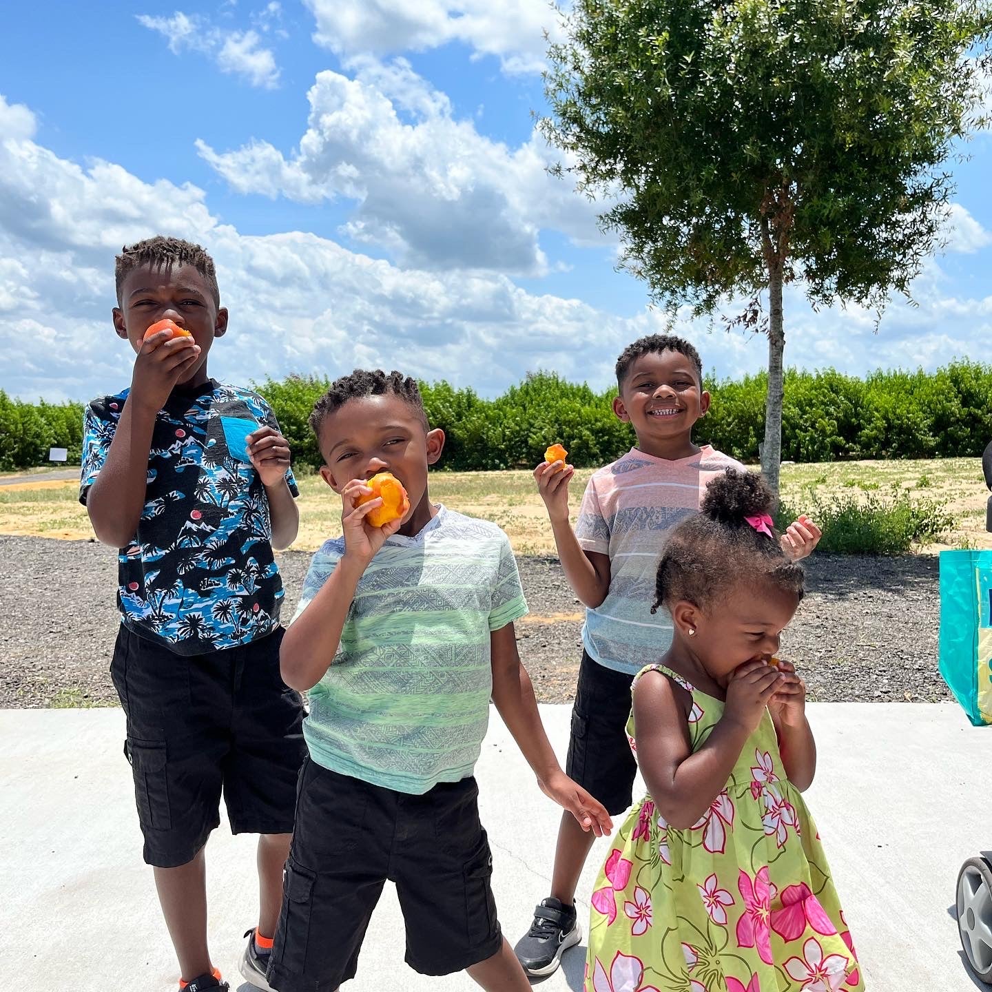 Honey Feast U-Pick peach orchard in Clermont Florida